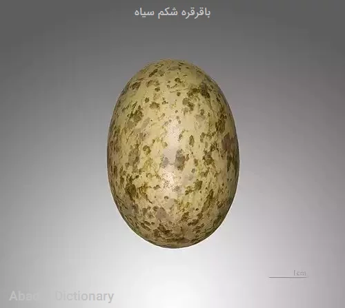 باقرقره شکم سیاه